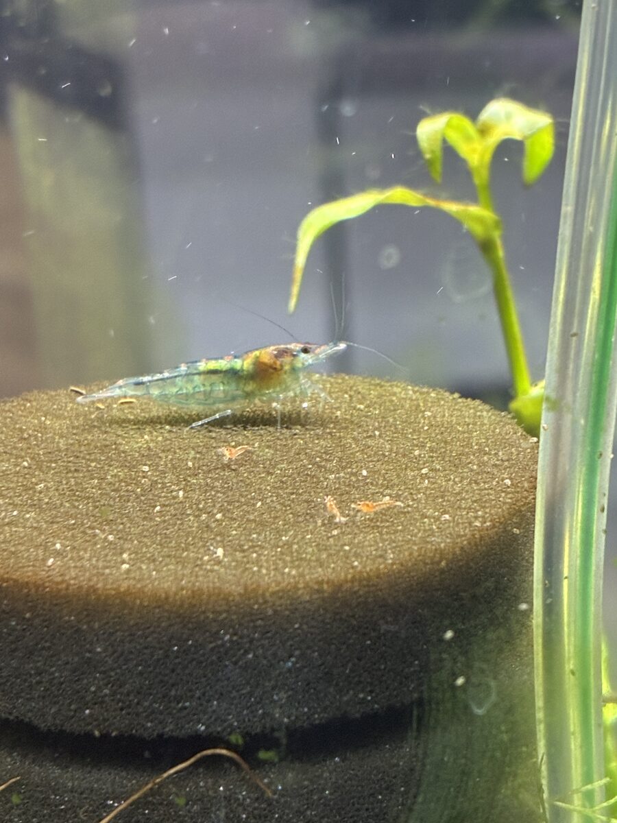 水槽
