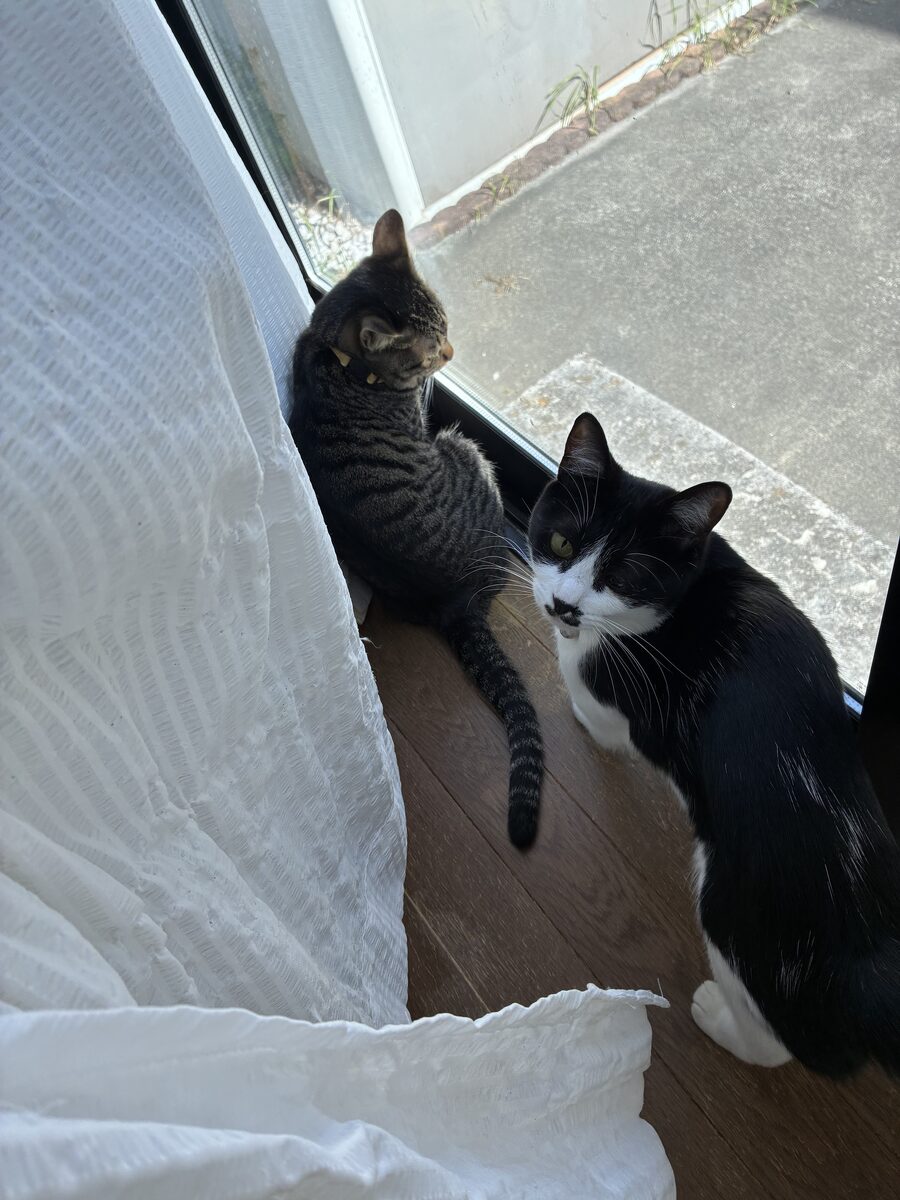 猫カフェ